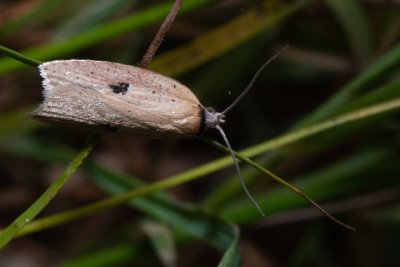 Acleris lorquiniana (-)
