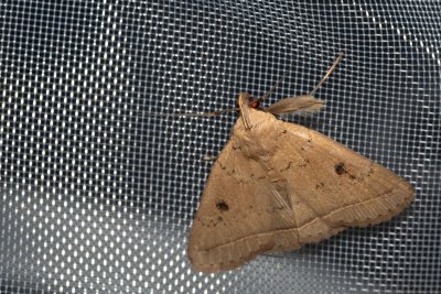 Simplicia robustalis (-)