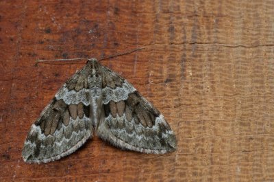 Thera variata (píďalka proměnlivá)