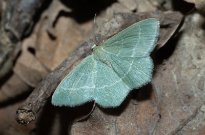 Chlorissa cloraria (zelenopláštník lískový)