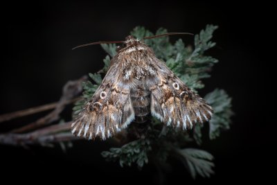Omphalophana antirrhinii (jasnobarvec hledíkový)