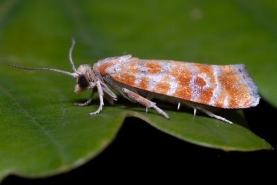 Rhyacionia pinicolana (obaleč sosnový)