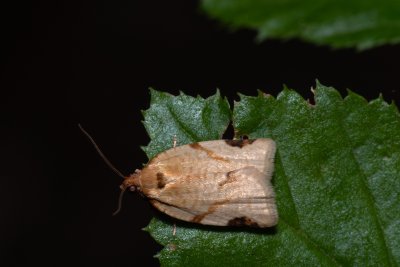 Paramesia gnomana (obaleč znamenaný)