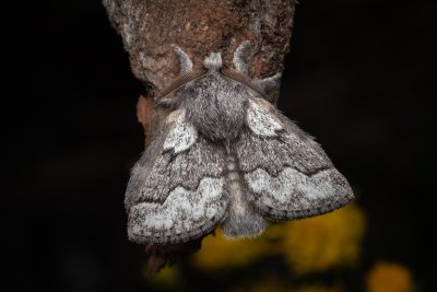 Trichiura crataegi (bourovec hlohový)