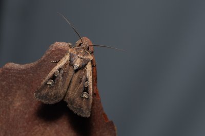 Euxoa aquilina (osenice obilná)