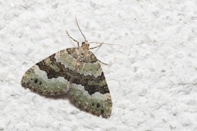 Colostygia aptata (píďalka skalková)