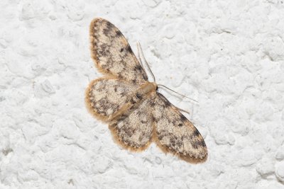 Idaea contiguaria (žlutokřídlec skalní)
