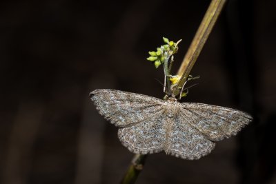 Scopula immorata (vlnopásník kostkovaný)