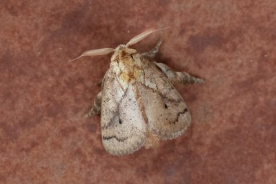 Susica sp.