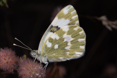 Pontia edusa (bělásek rezedkový)