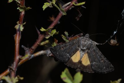 Thalpophila matura (blýskavka travní)