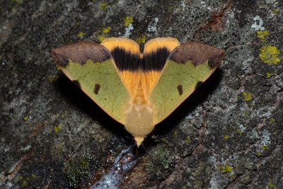Ophiusa tirhaca (hnědopáska pistáciová), HR, Jablanac
