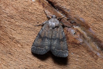 Athetis furvula (blýskavka tmavá)