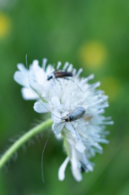 Adelidae sp.