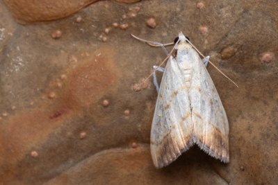 Evergestis extimalis (zavíječ šešulový)