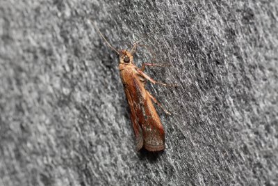 Uncinus obductella (-)