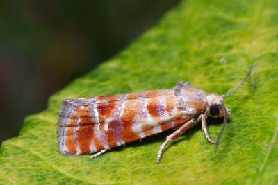 Rhyacionia buoliana (obaleč prýtový)