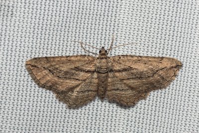 Horisme corticata (píďalka černočárná)