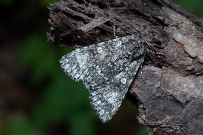Acronicta megacephala (šípověnka velkohlavá)