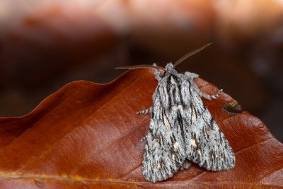 Asteroscopus sphinx (dřevobarvec pozdní), Kývalka