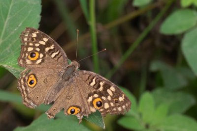 Junonia lemonias (-)