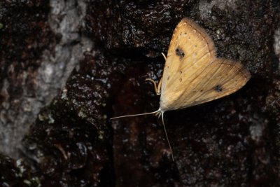 Rivula sericealis (trávnička luční)