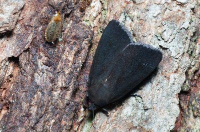 Amphipyra livida (blýskavka černá)