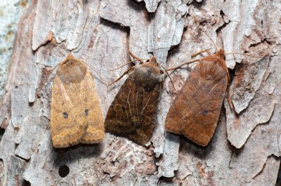 Conistra vaccinii (zimovnice brusnicová)