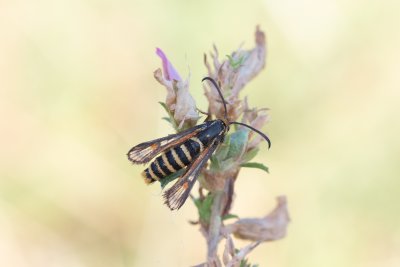Bembecia sp., PR Kamenný vrch