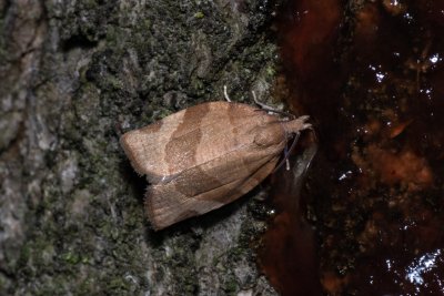 Pandemis sp.
