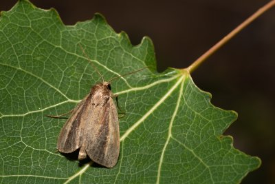 Archanara dissoluta (rákosnice běloskvrnná)