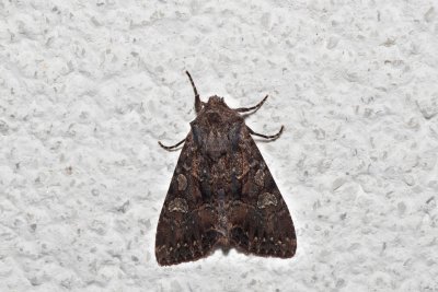Mniotype adusta (pestroskvrnka tmavá)