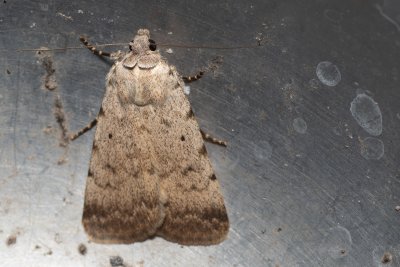 Autophila dilucida (-)