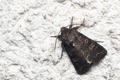 Tholera cespitis (můra metlicová)