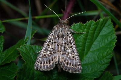 Tholera decimalis (můra jílková)