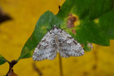 Epirrita sp.