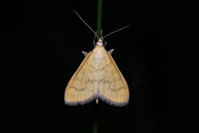 Mecyna flavalis (-)