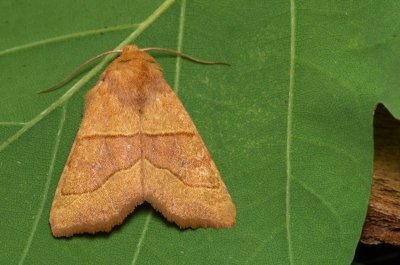 Atethmia centrago (zlatokřídlec jasanový)