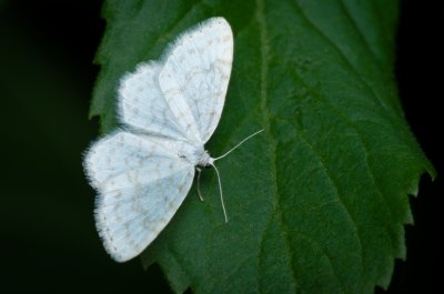 Asthena albulata (píďalka trnková)
