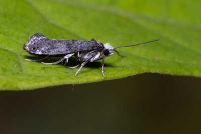 Paraswammerdamia nebulella (-)