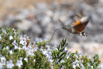 Macroglossum stellatarum (dlouhozobka svízelová)