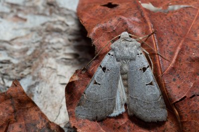 Eugnorisma glareosa (osenice skvrnkatá)