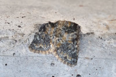 Hadena luteocincta (-)