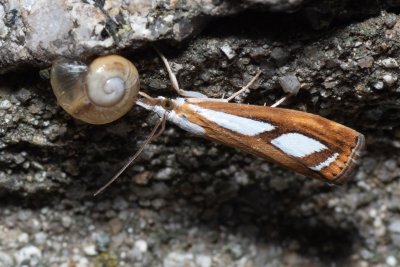 Catoptria permutatella (travařík stříbroskvrnný)