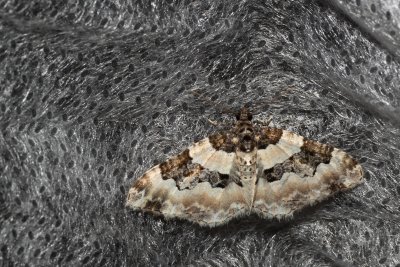 Protorhoe unicata (-)