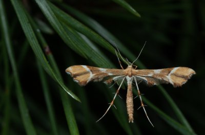 Cnaemidophorus rhododactyla (pernatuška šípková)