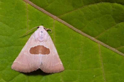Calymma communimacula (světlopáska červcová)
