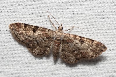 Eupithecia abietaria (píďalička šišková)