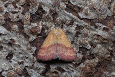 Phytometra viridaria (zobonosec zelenavý)