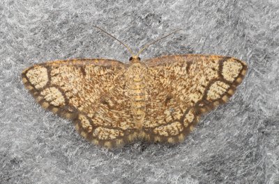 Stegania cararia (kropenatec zdobený)